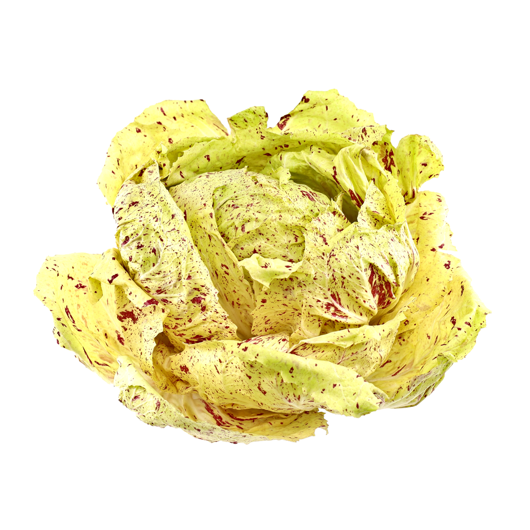 Bel Fiore Radicchio