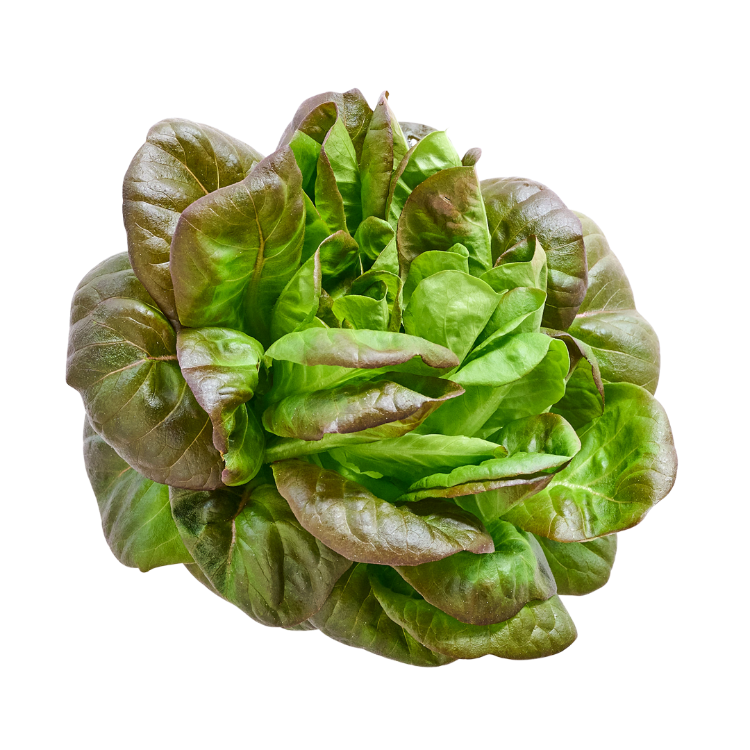 Red Butter Lettuce