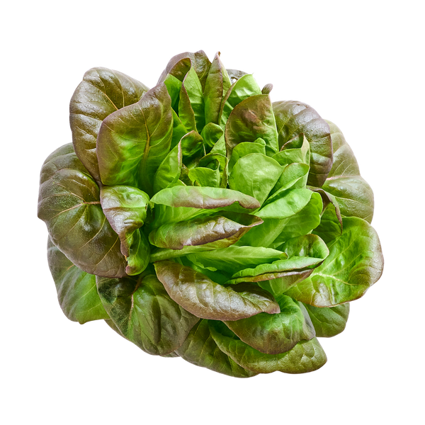 Red Butter Lettuce