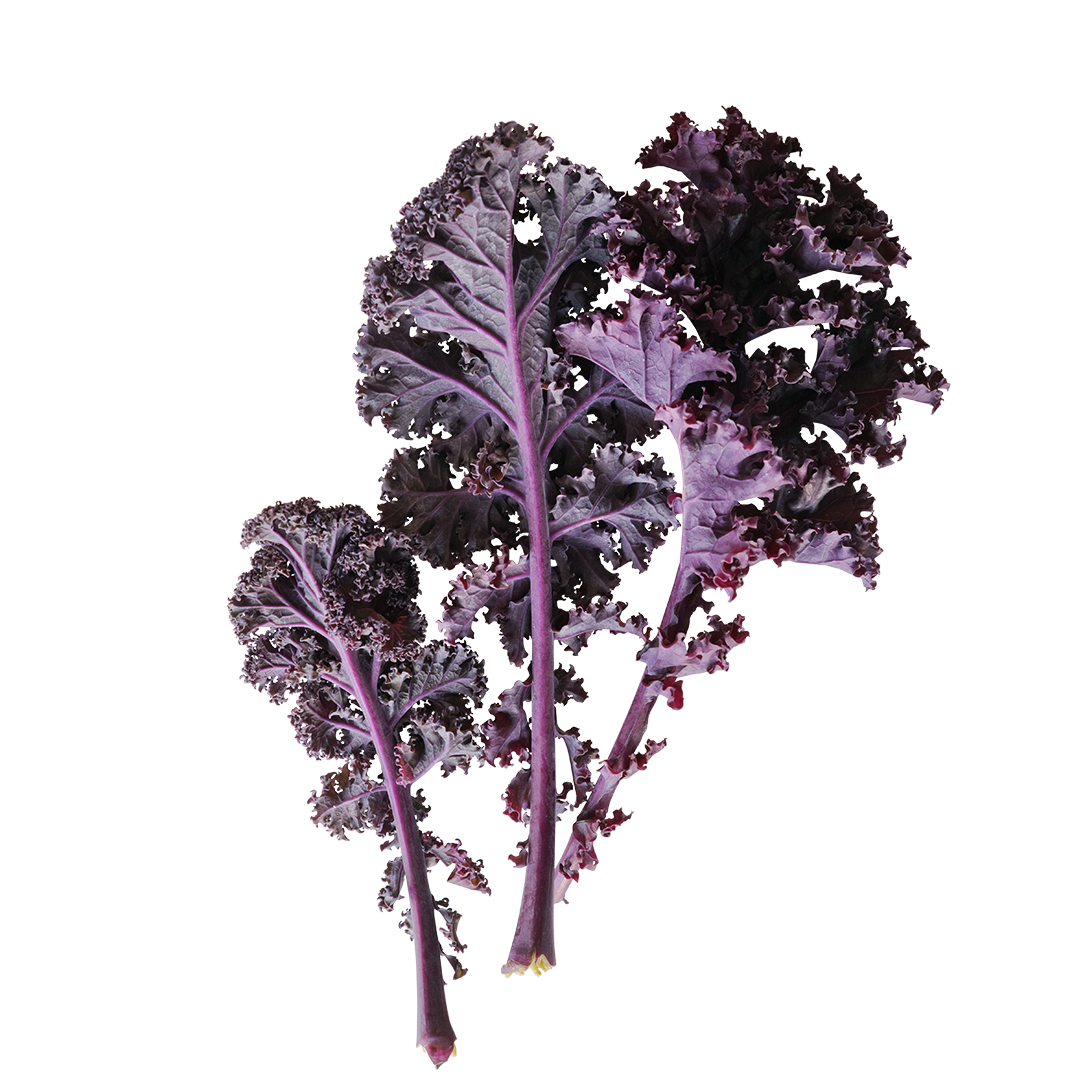 Red Russian Kale