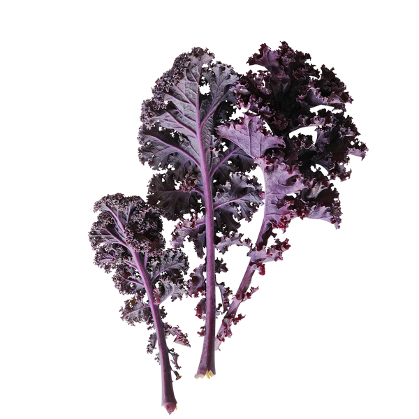 Scarlet Kale