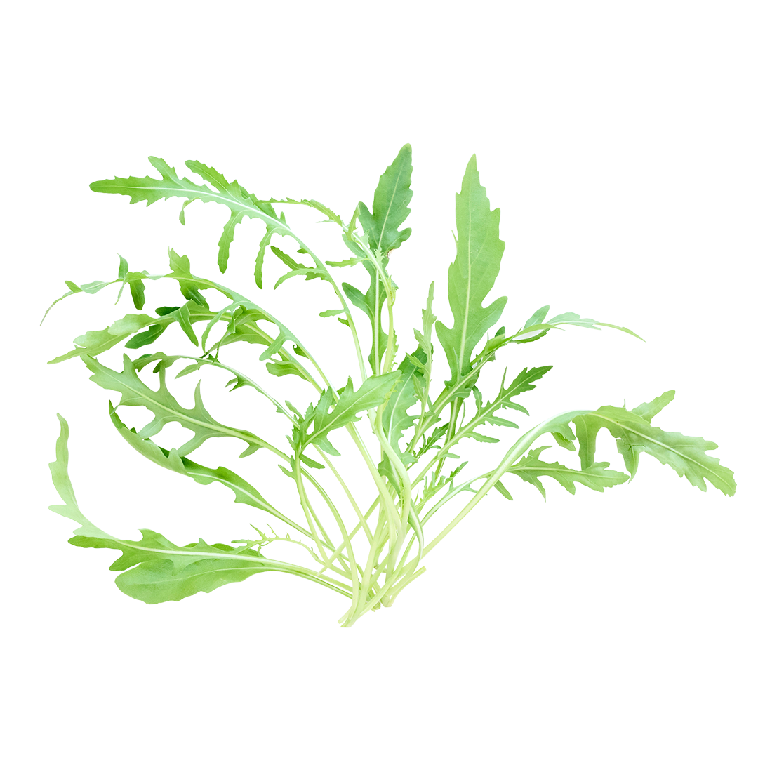 Sylvetta Arugula