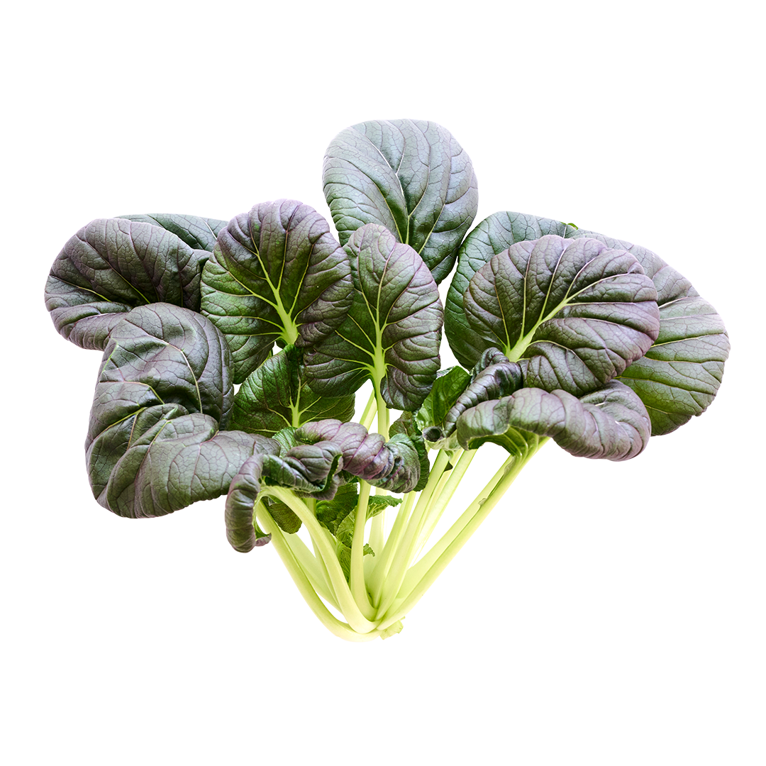 Red Cloud Tatsoi