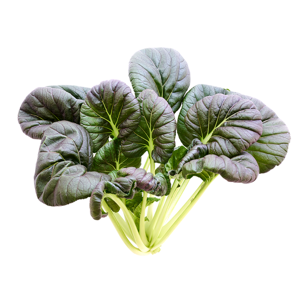 Red Cloud Tatsoi