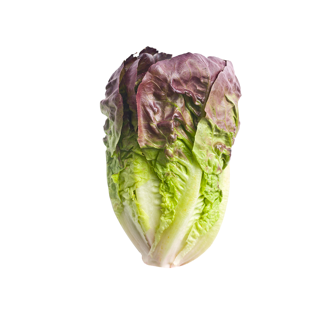 Truchas Mini Romaine Lettuce