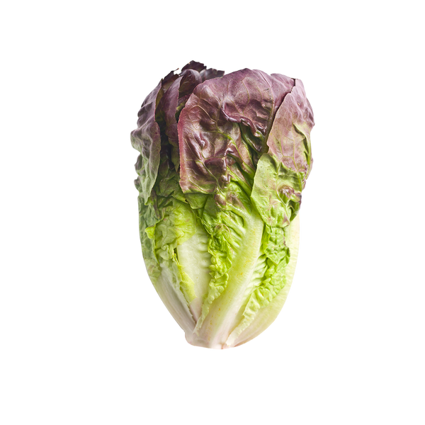 Truchas Mini Romaine Lettuce